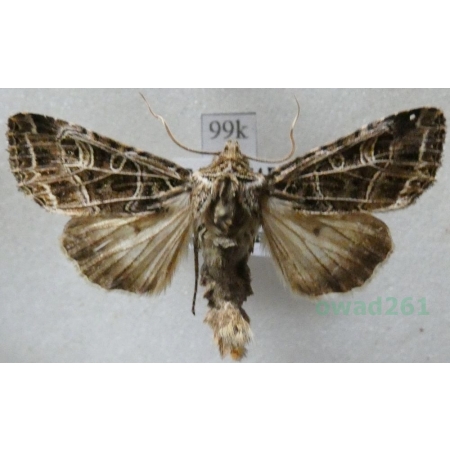 Tholera decimalis (Poda, 1761) female Splotka perzanka Hungaria99k